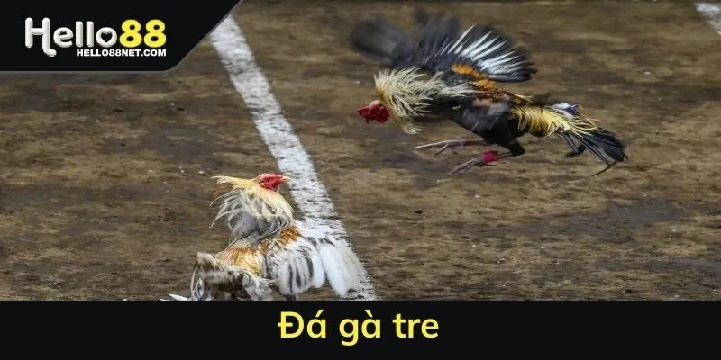 Đá gà tre - Siêu phẩm cá cược top đầu ở tại nhà cái